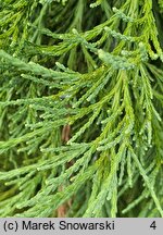 Sequoiadendron giganteum Pendulum