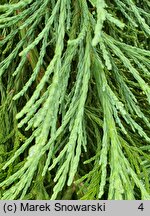 Sequoiadendron giganteum Pendulum