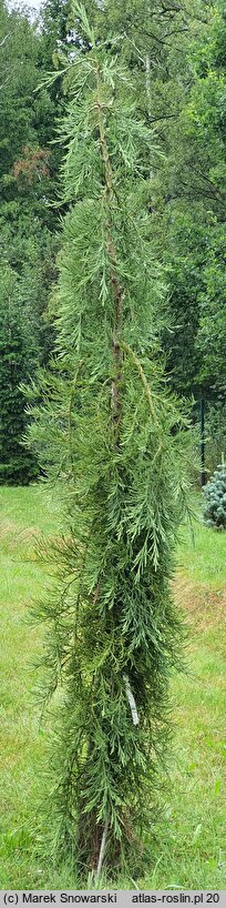 Sequoiadendron giganteum Pendulum