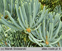 Abies concolor Compacta