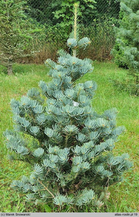 Abies concolor Compacta