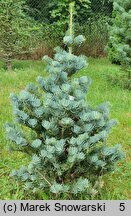 Abies concolor Compacta