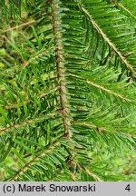 Abies veitschii (jodła Veticha)