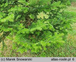 Abies veitschii (jodła Veticha)