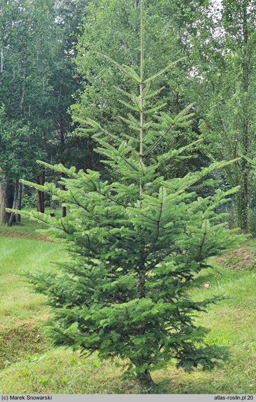 Abies veitschii (jodła Veticha)