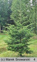 Abies veitchii (jodła Veitcha)