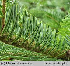 Abies veitschii (jodła Veticha)