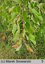 Tilia amurensis (lipa wonna)