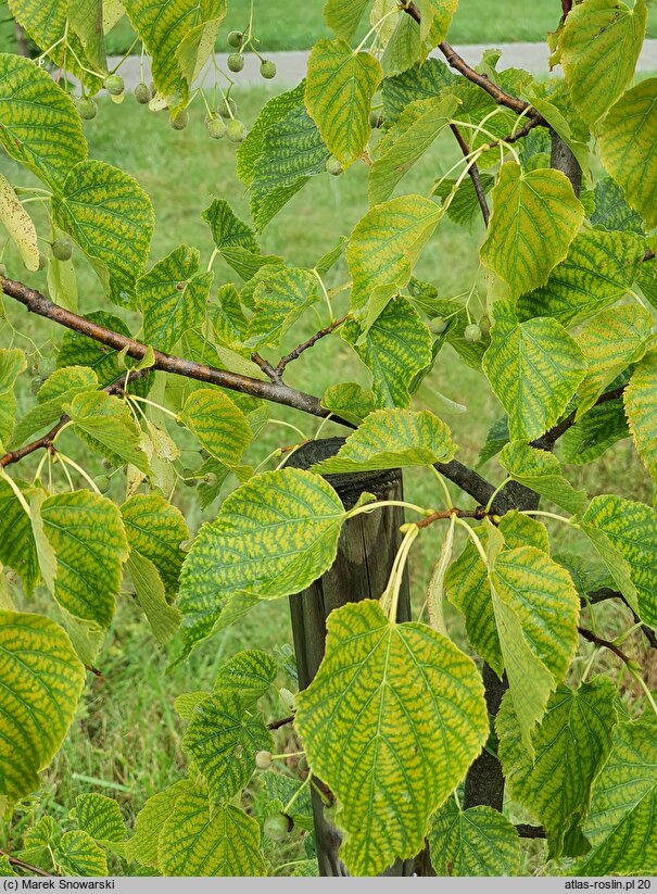 Tilia ×flavescens Glenleven