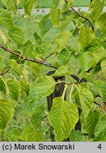 Tilia ×flavescens Glenleven