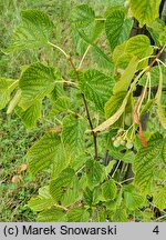 Tilia ×flavescens Glenleven