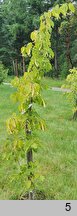 Tilia ×flavescens Glenleven