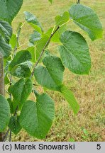 Tilia americana Moltkei