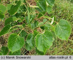 Tilia henryana (lipa Henry'ego)