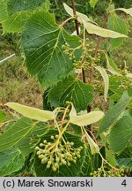 Tilia henryana (lipa Henry'ego)