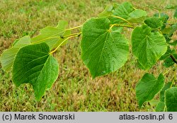 Tilia oliveri (lipa Olivera)