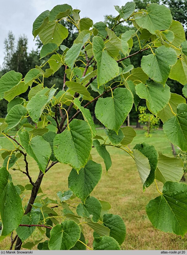 Tilia oliveri (lipa Olivera)