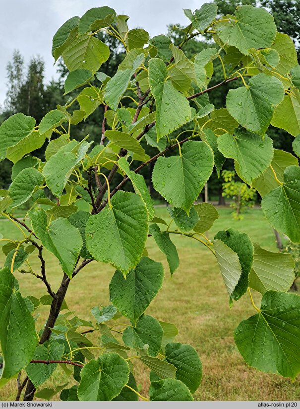 Tilia oliveri (lipa Olivera)