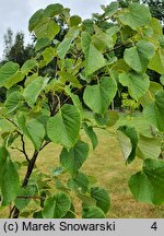 Tilia oliveri (lipa Olivera)