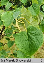 Tilia oliveri (lipa Olivera)