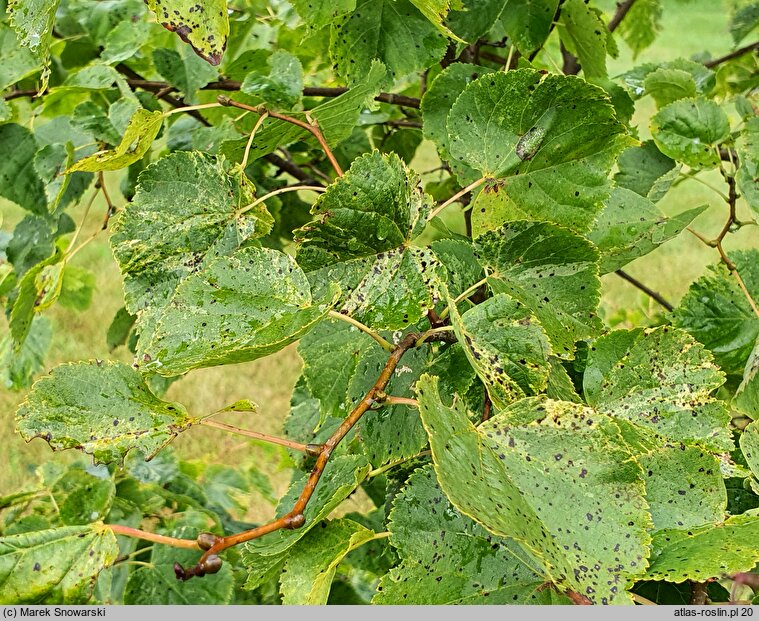 Tilia cordata Radziul