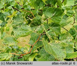 Tilia cordata Radziul