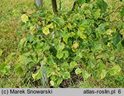 Tilia cordata Radziul