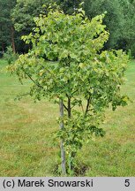 Tilia cordata Radziul