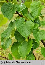 Tilia oliveri (lipa Olivera)