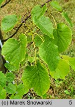 Tilia oliveri (lipa Olivera)