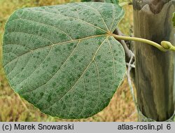 Tilia maximowicziana (lipa Maksimowicza)