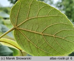 Tilia maximowicziana (lipa Maksimowicza)