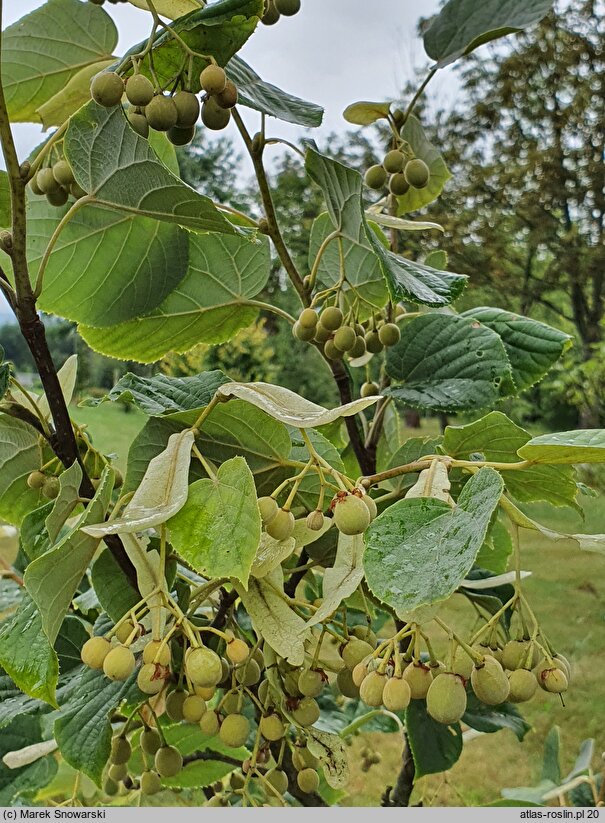 Tilia maximowicziana (lipa Maksimowicza)