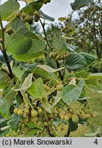 Tilia maximowicziana (lipa Maksimowicza)