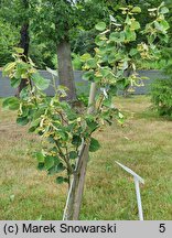 Tilia maximowicziana (lipa Maksimowicza)