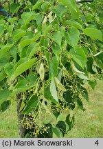 Tilia amurensis (lipa wonna)