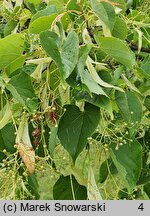 Tilia amurensis (lipa wonna)