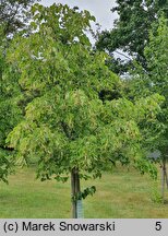 Tilia amurensis (lipa wonna)