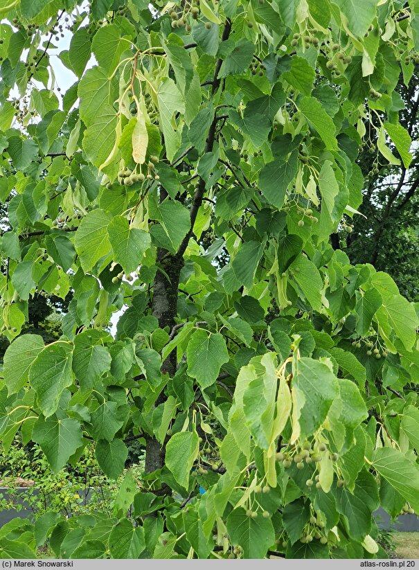 Tilia tomentosa Varsaviensis