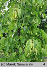 Tilia tomentosa Varsaviensis