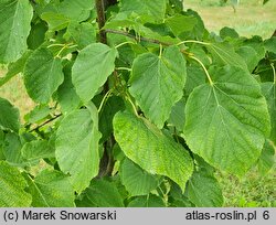 Tilia tomentosa Varsaviensis