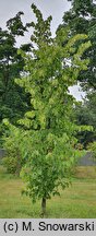 Tilia tomentosa Varsaviensis