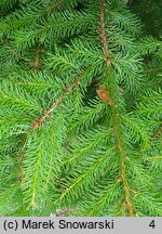 Picea rubens (świerk czerwony)