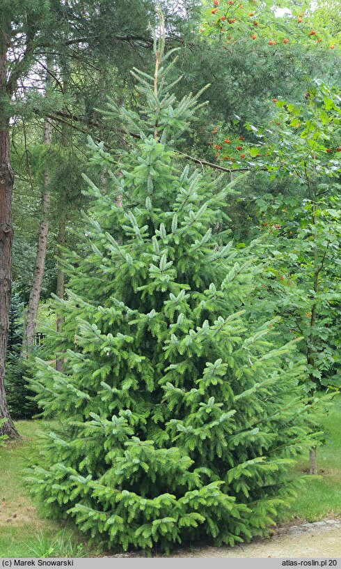 Picea rubens (świerk czerwony)