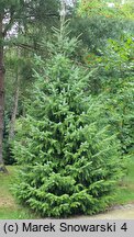 Picea rubens (świerk czerwony)