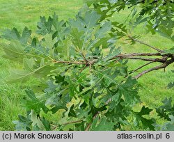 Quercus macrocarpa (dąb wielkoowocowy)