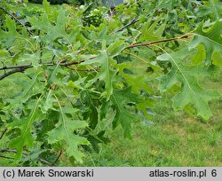 Quercus velutina (dąb barwierski)