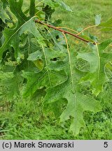 Quercus velutina (dąb barwierski)