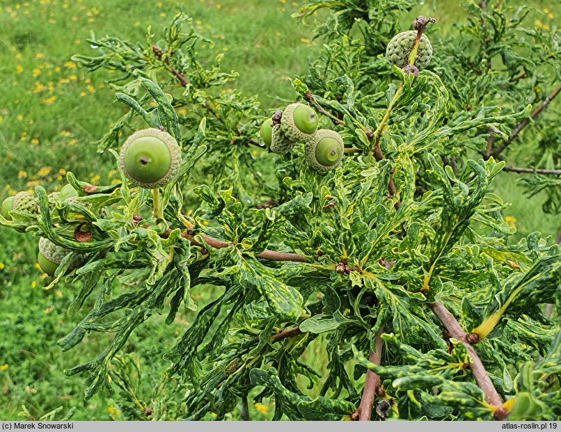 Quercus robur Irtha