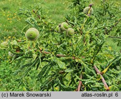 Quercus robur Irtha